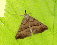 72.003 BF2477 Snout Hypena proboscidalis