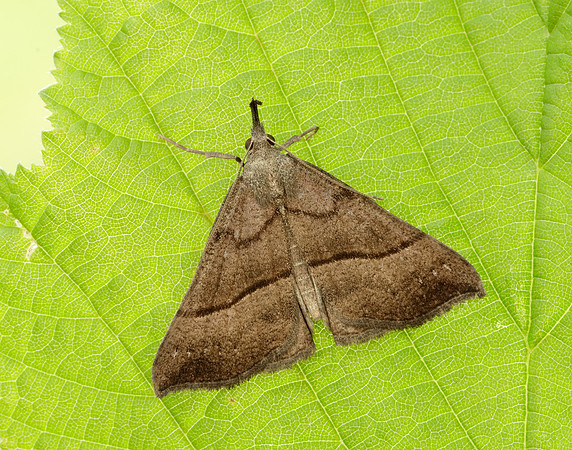 72.003 BF2477 Snout Hypena proboscidalis