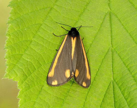 72.031 BF2069  Cinnabar Tyria jacobaeae