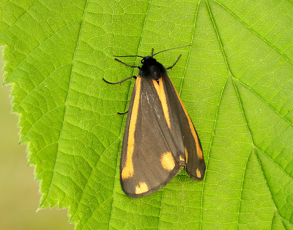 72.031 BF2069  Cinnabar Tyria jacobaeae