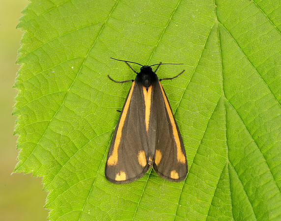 72.031 BF2069  Cinnabar Tyria jacobaeae