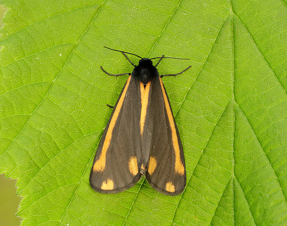 72.031 BF2069  Cinnabar Tyria jacobaeae