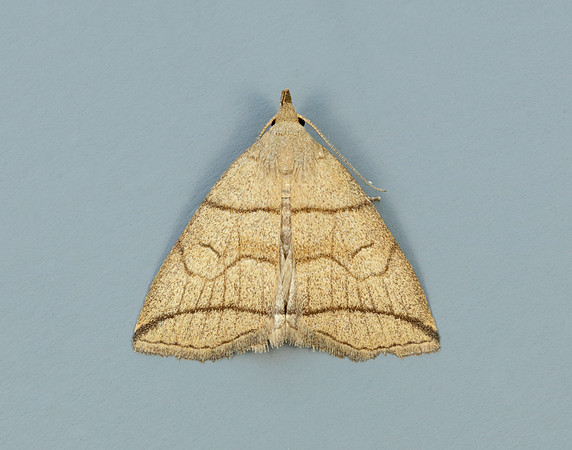 72.055 BF2492 Small Fan-foot Herminia grisealis