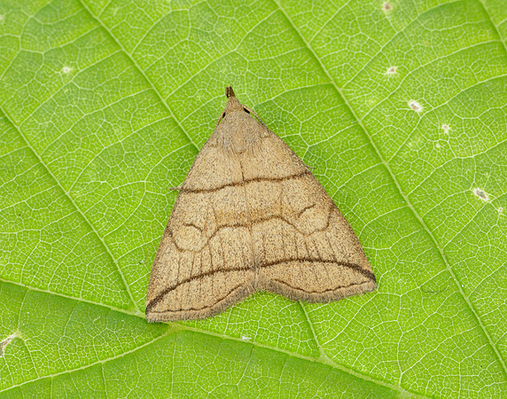 72.055 BF2492 Small Fan-foot Herminia grisealis