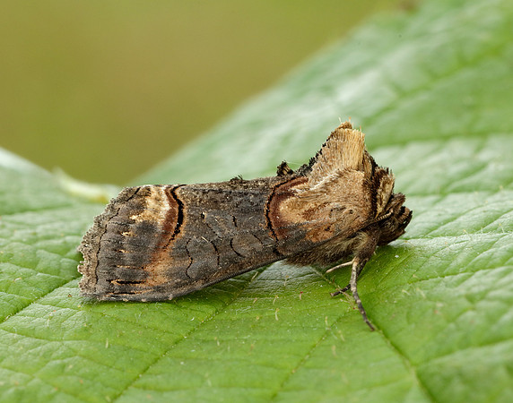 73.002 BF2449 Dark Spectacle Abrostola triplasia