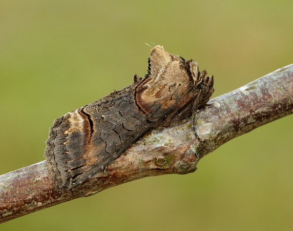 73.002 BF2449 Dark Spectacle Abrostola triplasia