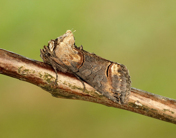 73.002 BF2449 Dark Spectacle Abrostola triplasia