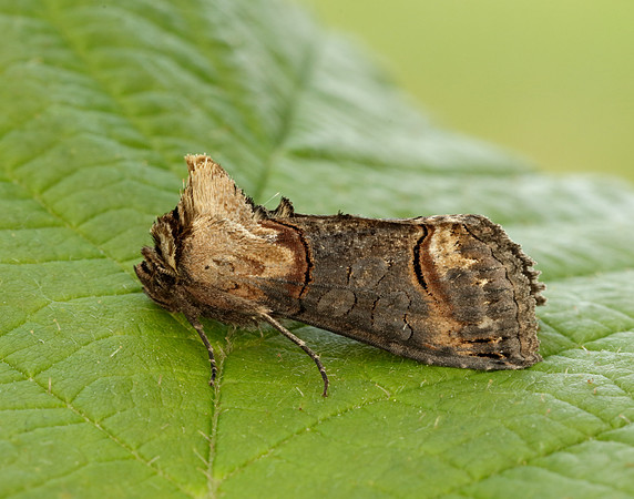 73.002 BF2449 Dark Spectacle Abrostola triplasia