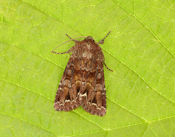 73.002 BF2449 Dark Spectacle Abrostola triplasia