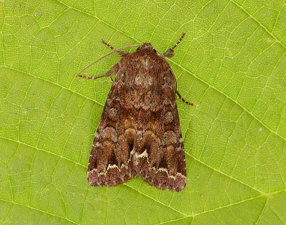 73.002 BF2449 Dark Spectacle Abrostola triplasia