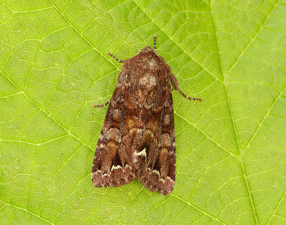 73.002 BF2449 Dark Spectacle Abrostola triplasia