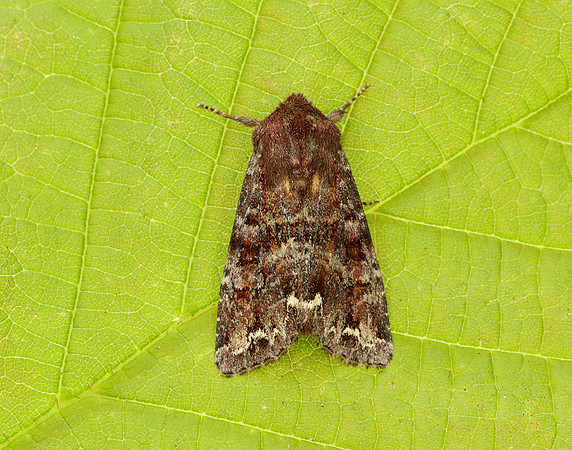 73.002 BF2449 Dark Spectacle Abrostola triplasia