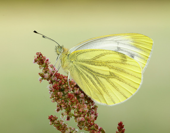 Green-veined White Pieris napi