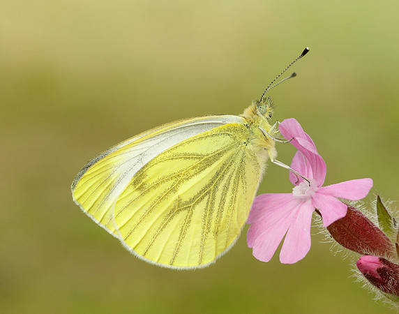 Green-veined White Pieris napi