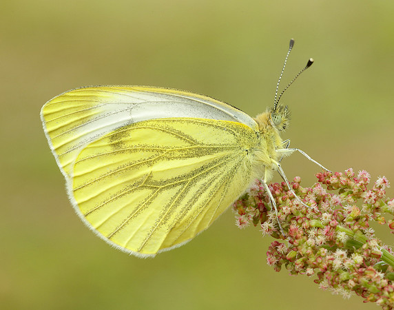 Green-veined White Pieris napi