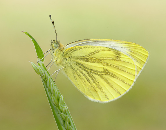 Green-veined White Pieris napi