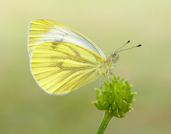 Green-veined White Pieris napi