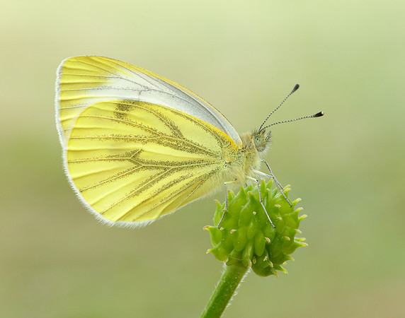 Green-veined White Pieris napi