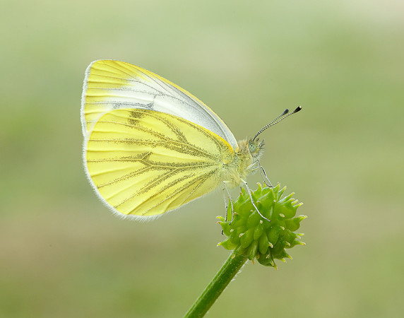 Green-veined White Pieris napi