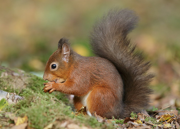 Red Squirrel Sciurus vulgaris