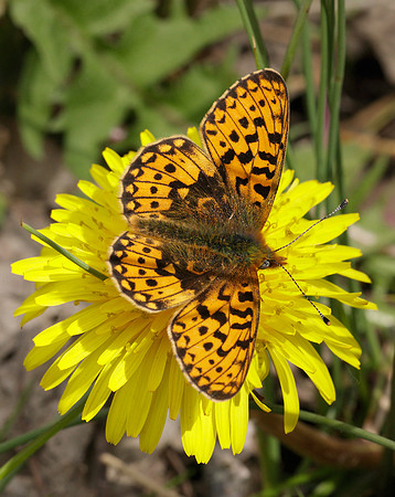 Pearl-Bordered Fritillary Boloria euphrosyne