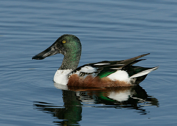 Shoveler Anas clypeata