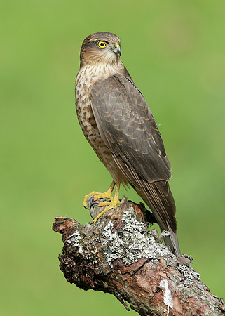 Sparrowhawk Accipiter nisus