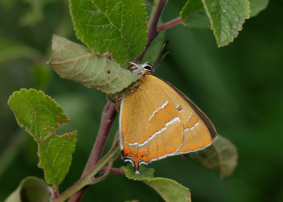 Brown Hairstreak Thecla betulae
