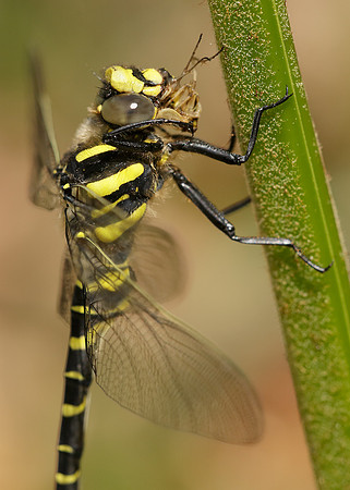 Golden-ringed Dragonfly Cordulegaster boltonii
