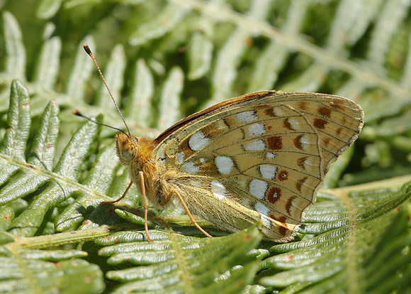 High Brown Fritillary Argynnis adippe