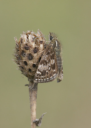 Dingy Skipper Erynnis tages