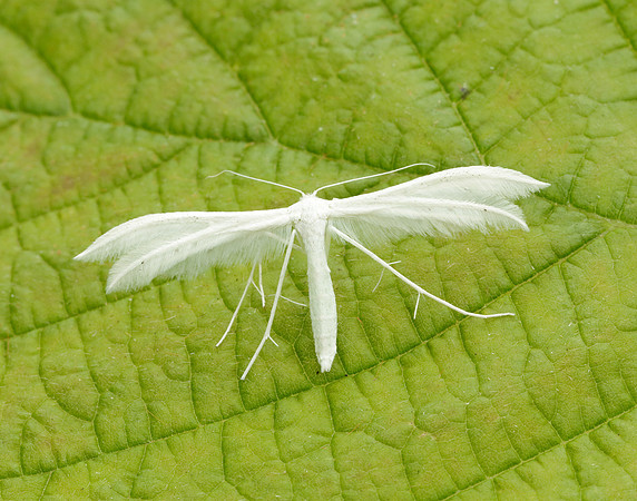 45.030 BF1513 White Plume Moth Pterophorus pentadactyla