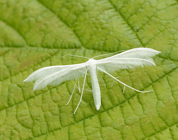 45.030 BF1513 White Plume Moth Pterophorus pentadactyla