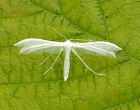 45.030 BF1513 White Plume Moth Pterophorus pentadactyla