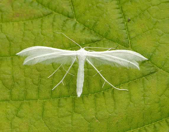 45.030 BF1513 White Plume Moth Pterophorus pentadactyla