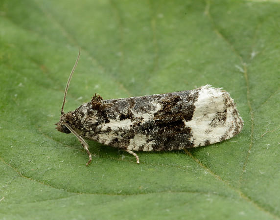 49.149 BF1092 Apotomis turbidana