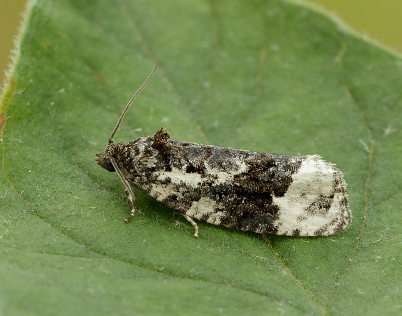 49.149 BF1092 Apotomis turbidana