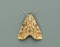 63.114 BF1345 Brown China-mark Elophila nymphaeata