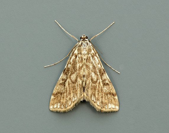 63.114 BF1345 Brown China-mark Elophila nymphaeata