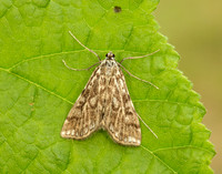 63.114 BF1345 Brown China-mark Elophila nymphaeata