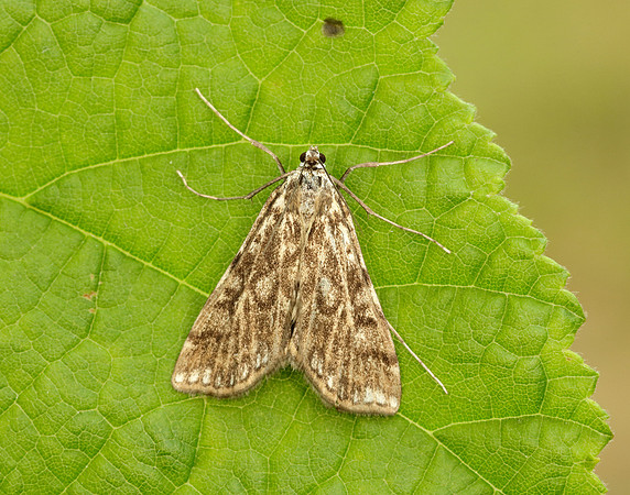 63.114 BF1345 Brown China-mark Elophila nymphaeata