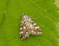 63.114 BF1345 Brown China-mark Elophila nymphaeata