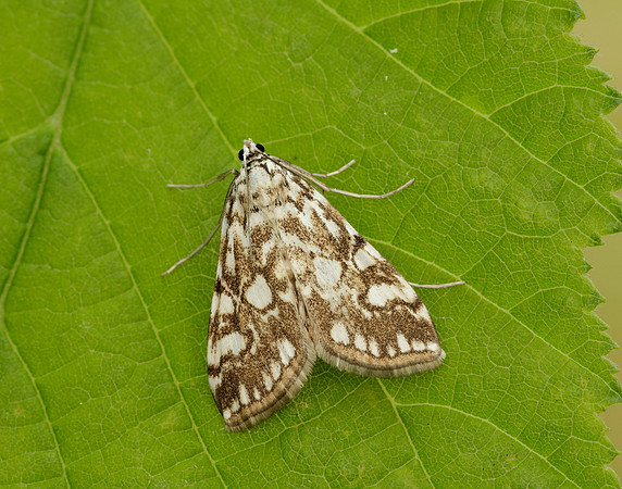 63.114 BF1345 Brown China-mark Elophila nymphaeata