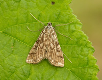 63.114 BF1345 Brown China-mark Elophila nymphaeata