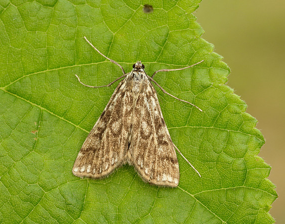 63.114 BF1345 Brown China-mark Elophila nymphaeata