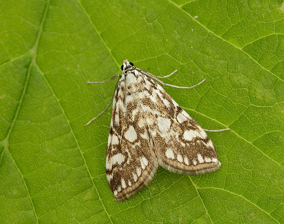 63.114 BF1345 Brown China-mark Elophila nymphaeata