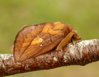 66.010 BF1640 Drinker Euthrix potatoria