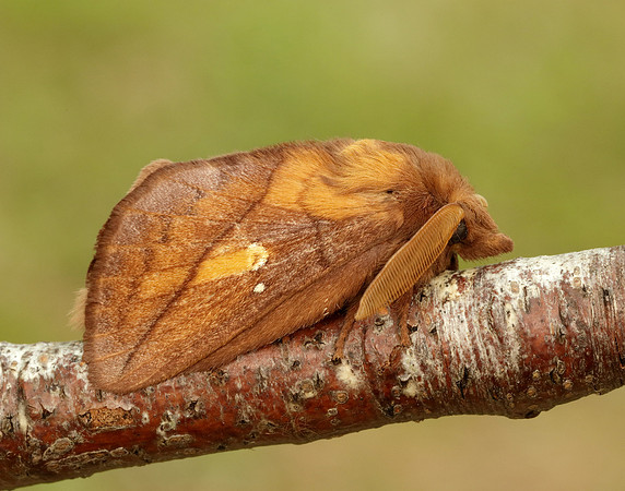 66.010 BF1640 Drinker Euthrix potatoria