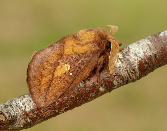 66.010 BF1640 Drinker Euthrix potatoria
