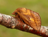 66.010 BF1640 Drinker Euthrix potatoria